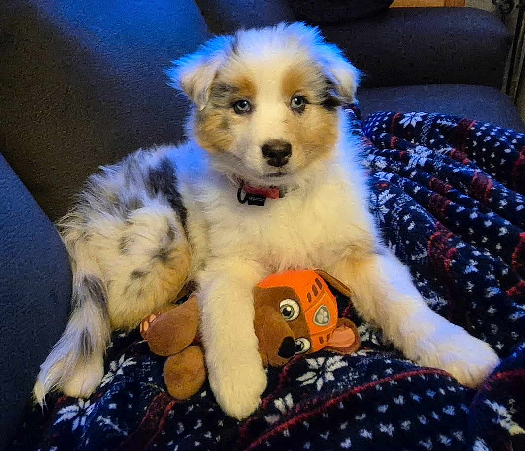 Vanille a rejoint le concours — aidez-le/la à gagner de superbes lots ! puppy, dog, toy, plush_toy, blanket, couch, blue_eyes, fur, pet, indoor, cute, animal, collar, relaxed, comfort, snuggle, small_dog, fluffy, companion, home