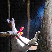 Cletis joined the competition — help win amazing prizes! dog, tree, night, dark, animal, collar, branches, outdoor, nature, pet, canine, forest, blurry, grainy, active, animal_collar, shadow, wood, wildlife, leaves