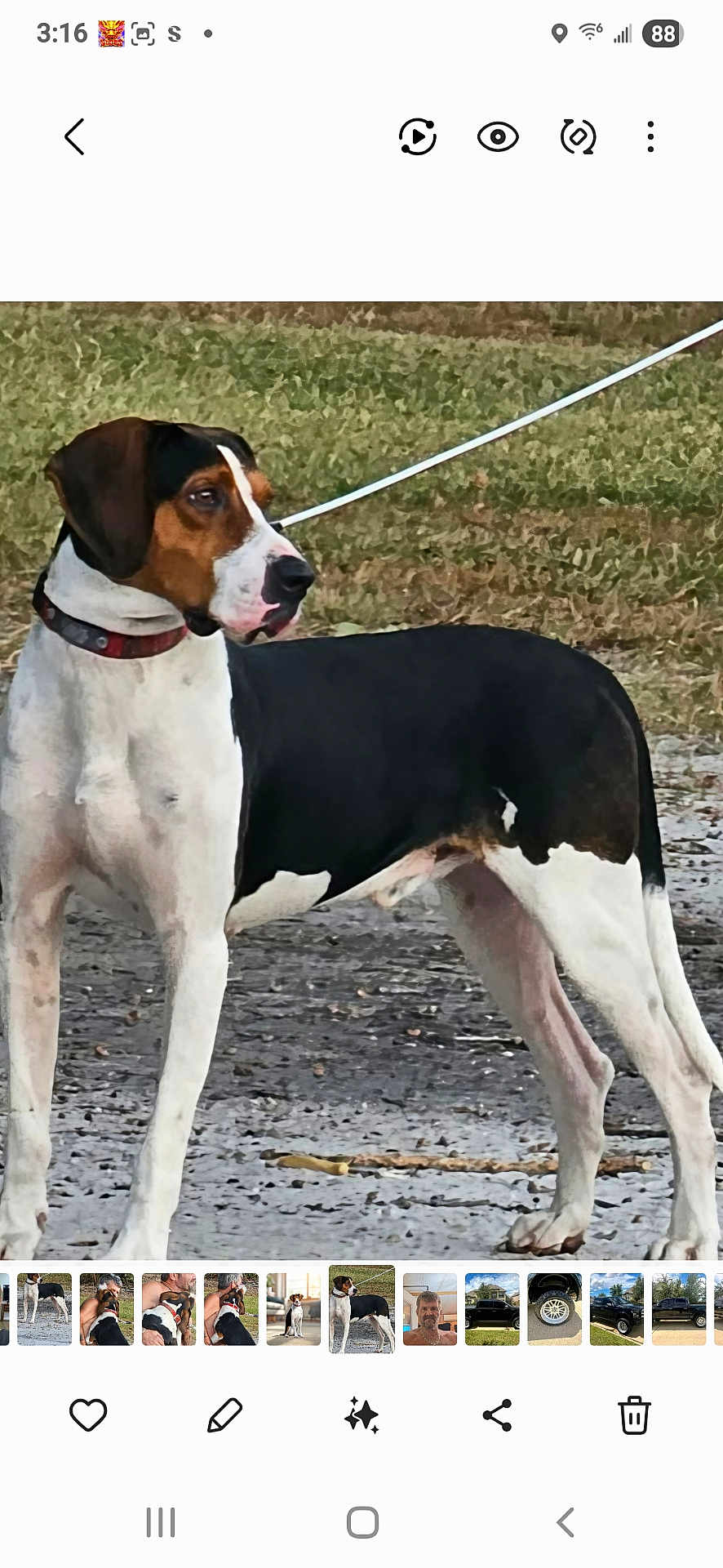 Cletis is registered to the contest to win money with this photo: dog, animal, pet, outdoor, grass, leash, collar, standing, alert, black, white, brown, canine, mammal, nature, ground, side_view, fur, ears, snout