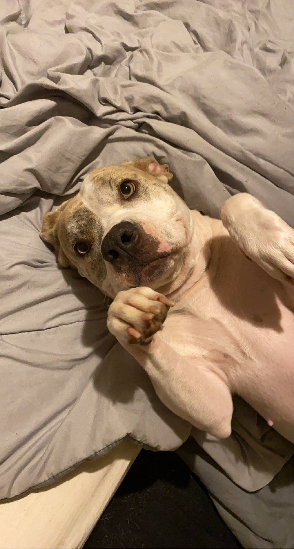 Paisley joined the competition — help win amazing prizes! bed, canidae, carnivore, comfort, companion_dog, dog, dog_breed, dog_supply, fawn, fur, linens, non_sporting_group, snout, sporting_group, whiskers, working_animal