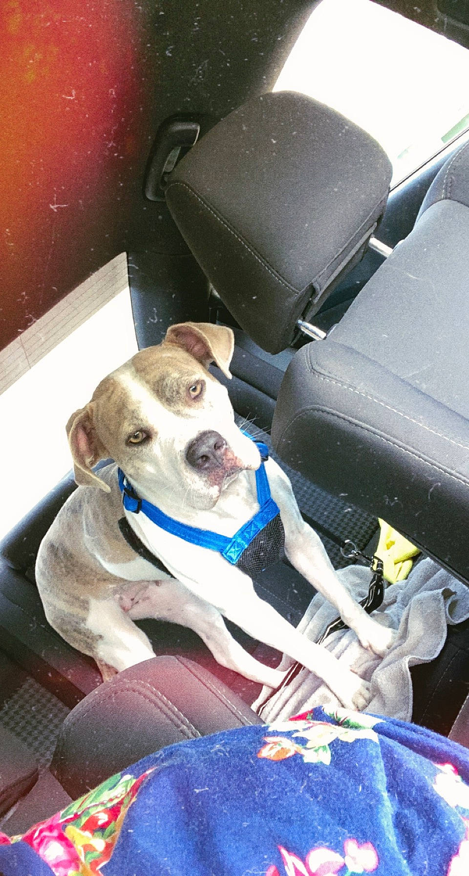 Paisley joined the competition — help win amazing prizes! auto_part, car_seat, car_seat_cover, carnivore, collar, companion_dog, dog, dog_breed, dog_collar, dog_supply, electric_blue, family_car, fawn, leash, motor_vehicle, seat_belt, snout, trunk, vehicle_door, working_animal