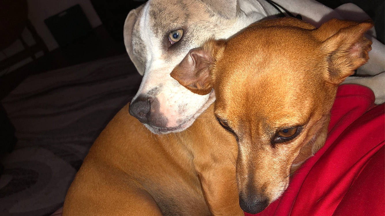 Paisley joined the competition — help win amazing prizes! canidae, carnivore, comfort, companion_dog, dog, dog_breed, dog_supply, ear, fawn, fur, liver, non_sporting_group, pet_supply, snout, sporting_group, terrestrial_animal, whiskers, working_animal