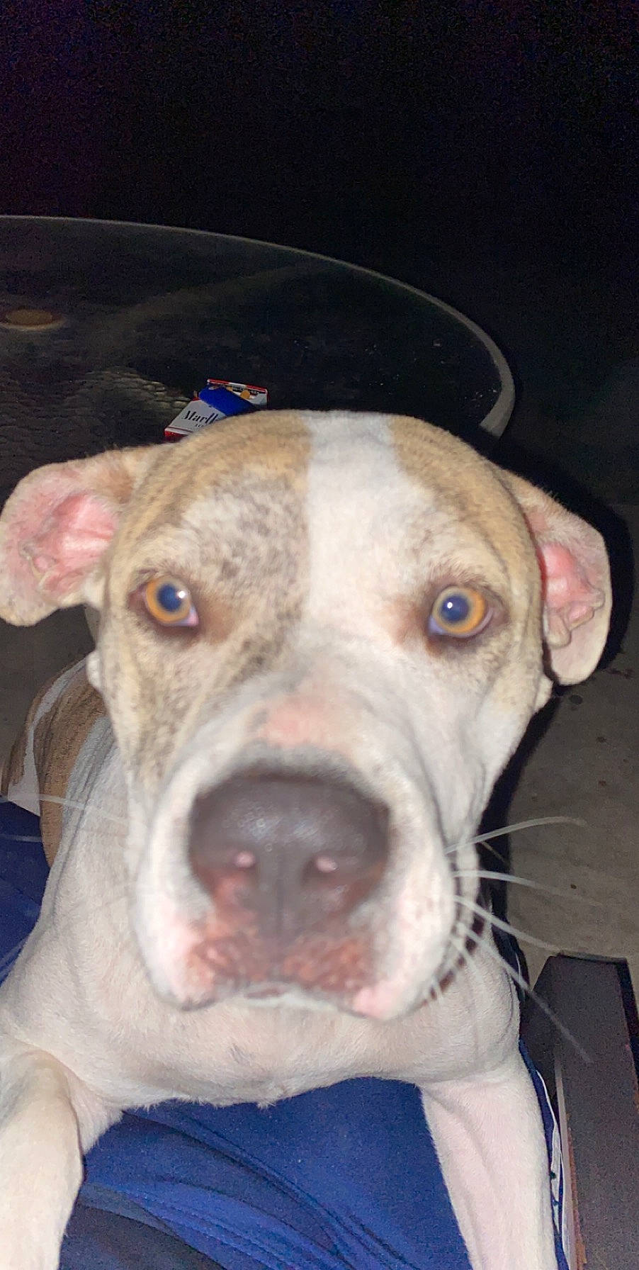 Paisley is registered to the contest to win money with this photo: canidae, carnivore, collar, companion_dog, dog, dog_breed, eye, fawn, fur, head, non_sporting_group, pet_supply, snout, sporting_group, terrestrial_animal, whiskers, working_animal, working_dog