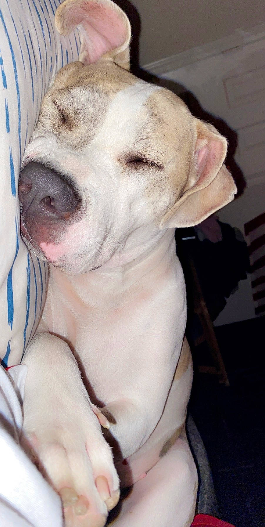 Paisley joined the competition — help win amazing prizes! canidae, carnivore, companion_dog, dog, dog_breed, dogo_guatemalteco, ear, fawn, fur, non_sporting_group, pet_supply, snout, sporting_group, terrestrial_animal, whiskers, working_animal