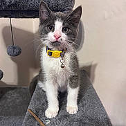 Luscious joined the competition — help win amazing prizes! animal, bell, cat, cat_tree, collar, curious, cute, domestic, ears, feline, fluffy, gray_and_white, indoor, kitten, looking_at_camera, paws, pet, playful, whiskers, young