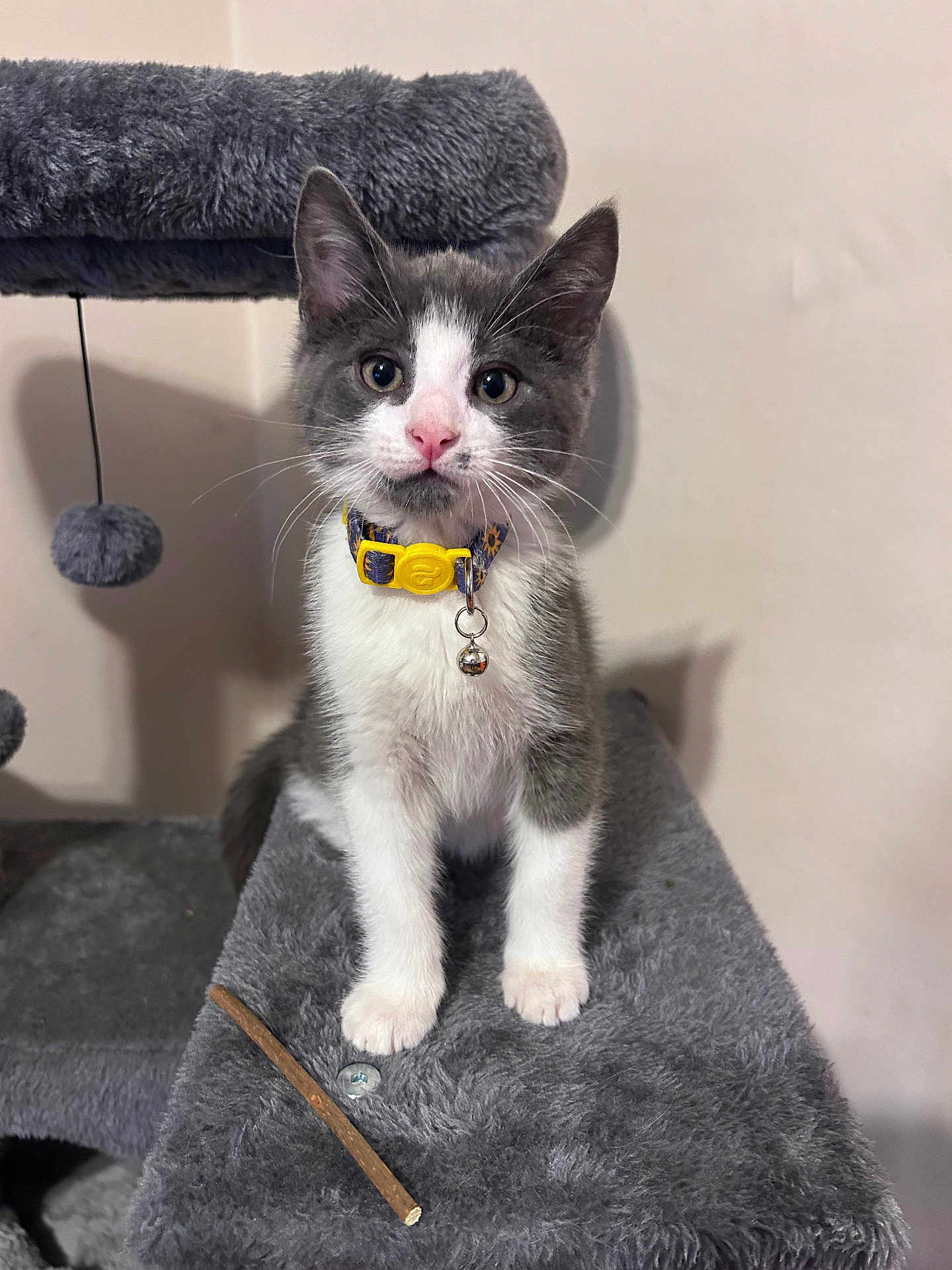 Luscious joined the competition — help win amazing prizes! animal, bell, cat, cat_tree, collar, curious, cute, domestic, ears, feline, fluffy, gray_and_white, indoor, kitten, looking_at_camera, paws, pet, playful, whiskers, young