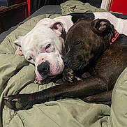 Champ joined the competition — help win amazing prizes! dog, sleeping, snuggling, blanket, indoor, cozy, pet, animal, companion, resting, cute, friendship, brown_dog, white_dog, collar, napping, closeup, bedroom, relaxation, fur
