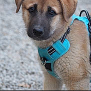 Cali participe au concours pour gagner de l'argent avec cette photo : puppy, dog, blue_harness, fur, pet, outdoor, animal, young, cute, closeup, canine, brown, black_nose, ears, face, eyes, leash, gravel, curious, portrait