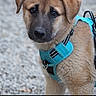 puppy, dog, blue_harness, fur, pet, outdoor, animal, young, cute, closeup, canine, brown, black_nose, ears, face, eyes, leash, gravel, curious, portrait