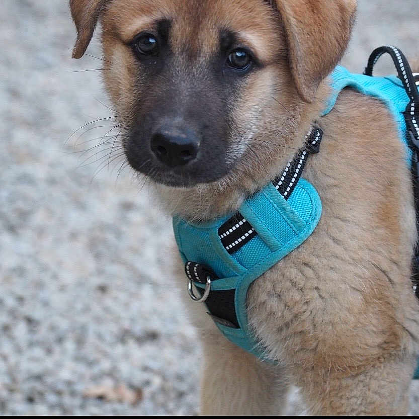 Cali participe au concours pour gagner de l'argent avec cette photo : puppy, dog, blue_harness, fur, pet, outdoor, animal, young, cute, closeup, canine, brown, black_nose, ears, face, eyes, leash, gravel, curious, portrait
