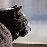 cat, gray_cat, side_profile, whiskers, window, natural_light, feline, pet, animal, fur, close_up, indoor, looking_out, calm, quiet, soft_light, domestic_animal, portrait, mammal, curious