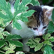 Miss Kitty is registered to the contest to win money with this photo: adventure, animal, cat, closeup, curious, cute, exploration, foliage, greenery, kitten, leaves, mammal, nature, outdoor, pet, playful, small, whiskers, wildlife, young