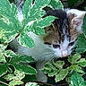 adventure, animal, cat, closeup, curious, cute, exploration, foliage, greenery, kitten, leaves, mammal, nature, outdoor, pet, playful, small, whiskers, wildlife, young