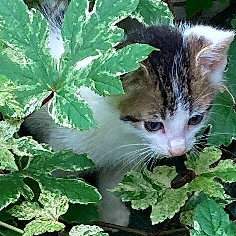Miss Kitty