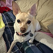 Precious is registered to the contest to win money with this photo: dog, small_dog, light_tan, large_ears, bed, blanket, plaid_blanket, pillow, indoor, pet, collar, tag, fur, cute, alert, resting, cozy, animal, companion, relaxed