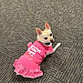 Precious joined the competition — help win amazing prizes! animal, canine, carpet, clothing, collar, curious, cute, dog, domestic_animal, ears_up, floor, fur, indoor, looking_back, lying_down, pet, pink_dress, polka_dots, single_animal, small_dog