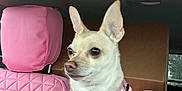 Precious joined the competition — help win amazing prizes! animal, car_headrest, car_interior, car_seat, comfortable, cute, dog, dog_breed_chihuahua, dog_harness, indoor, looking_away, pet, pet_accessory, pet_seat, pink, seat_cover, small_dog, travel, vehicle, white_dog