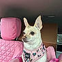 animal, car_headrest, car_interior, car_seat, comfortable, cute, dog, dog_breed_chihuahua, dog_harness, indoor, looking_away, pet, pet_accessory, pet_seat, pink, seat_cover, small_dog, travel, vehicle, white_dog