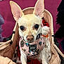 Precious joined the competition — help win amazing prizes! animal, carrier, cartoon_print, chihuahua, close_up, curious, cute, dog, domestic_dog, ears, harness, indoor, looking, mammal, pet, pet_carrier, pink_harness, polka_dots, red_carpet, small_dog