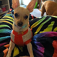 Precious joined the competition — help win amazing prizes! animal, background_dog, carpet, collar, colorful_blanket, companion, cozy, curiosity, cute, dog, ears, friend, furniture, home_interior, indoor, pet, resting, small_dog, sweater, tag