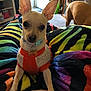 animal, background_dog, carpet, collar, colorful_blanket, companion, cozy, curiosity, cute, dog, ears, friend, furniture, home_interior, indoor, pet, resting, small_dog, sweater, tag