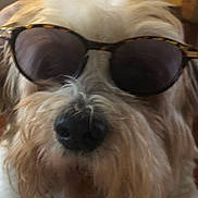 Rocky joined the competition — help win amazing prizes! dog, sunglasses, pet, close_up, fluffy, fur, animal, indoor, cute, nose, whiskers, portrait, accessory, brown, white, face, fashion, funny, wearing, domestic_animal