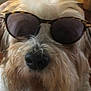 dog, sunglasses, pet, close_up, fluffy, fur, animal, indoor, cute, nose, whiskers, portrait, accessory, brown, white, face, fashion, funny, wearing, domestic_animal
