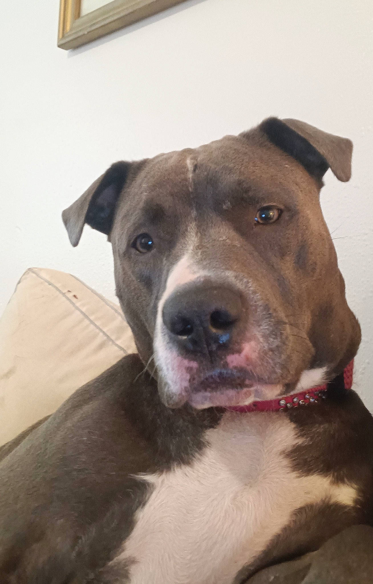 Diamond Lee joined the competition — help win amazing prizes! canidae, carnivore, collar, companion_dog, dog, dog_breed, dog_collar, eye, fawn, fur, liver, non_sporting_group, picture_frame, snout, sporting_group, terrestrial_animal, whiskers, working_animal, working_dog