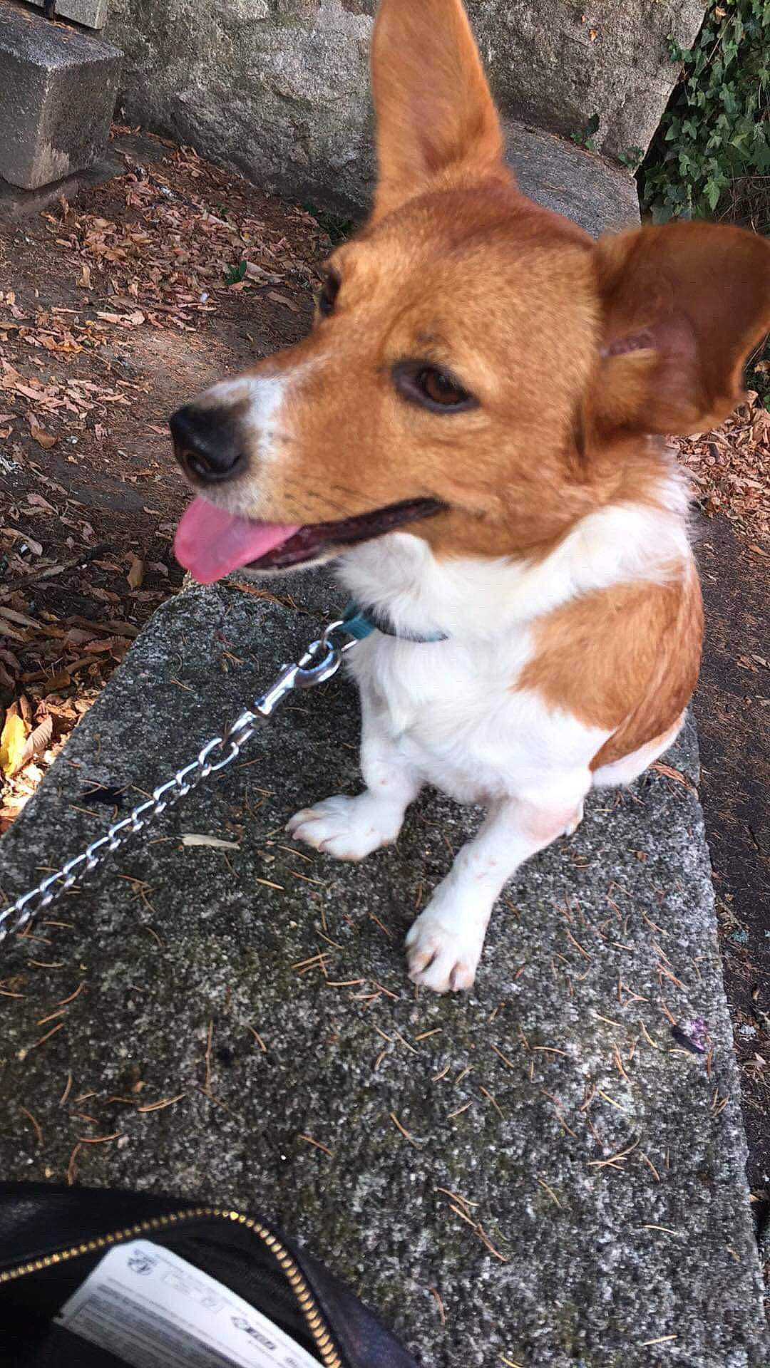 Poliak participe au concours pour gagner de l'argent avec cette photo : ancient_dog_breeds, canidae, carnivore, companion_dog, dog, dog_breed, fawn, fur, herding_dog, non_sporting_group, puppy, soil, sporting_group, tail, terrestrial_animal, whiskers, wood, working_animal, working_dog