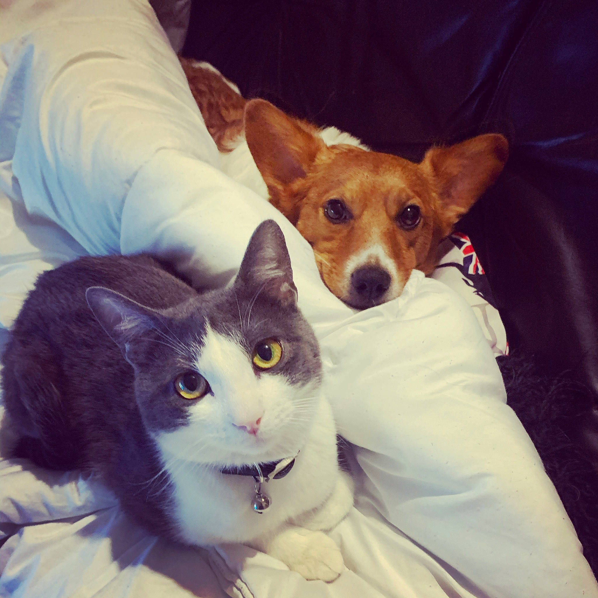 Poliak participe au concours pour gagner de l'argent avec cette photo : carnivore, cat, comfort, companion_dog, dog, dog_breed, ear, eye, fawn, felidae, fur, happy, lap, mammal, paw, small_to_medium_sized_cats, snout, toy_dog, vertebrate, whiskers