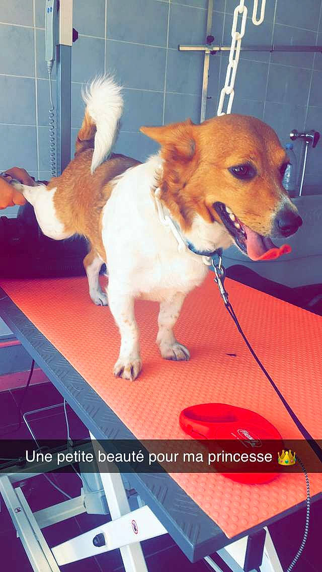 Poliak a rejoint le concours — aidez-le/la à gagner de superbes lots ! canidae, carnivore, collar, companion_dog, dog, dog_breed, dog_collar, dog_supply, fawn, flooring, fur, leash, paw, pet_supply, photo_caption, snapshot, snout, sporting_group, tail, whiskers