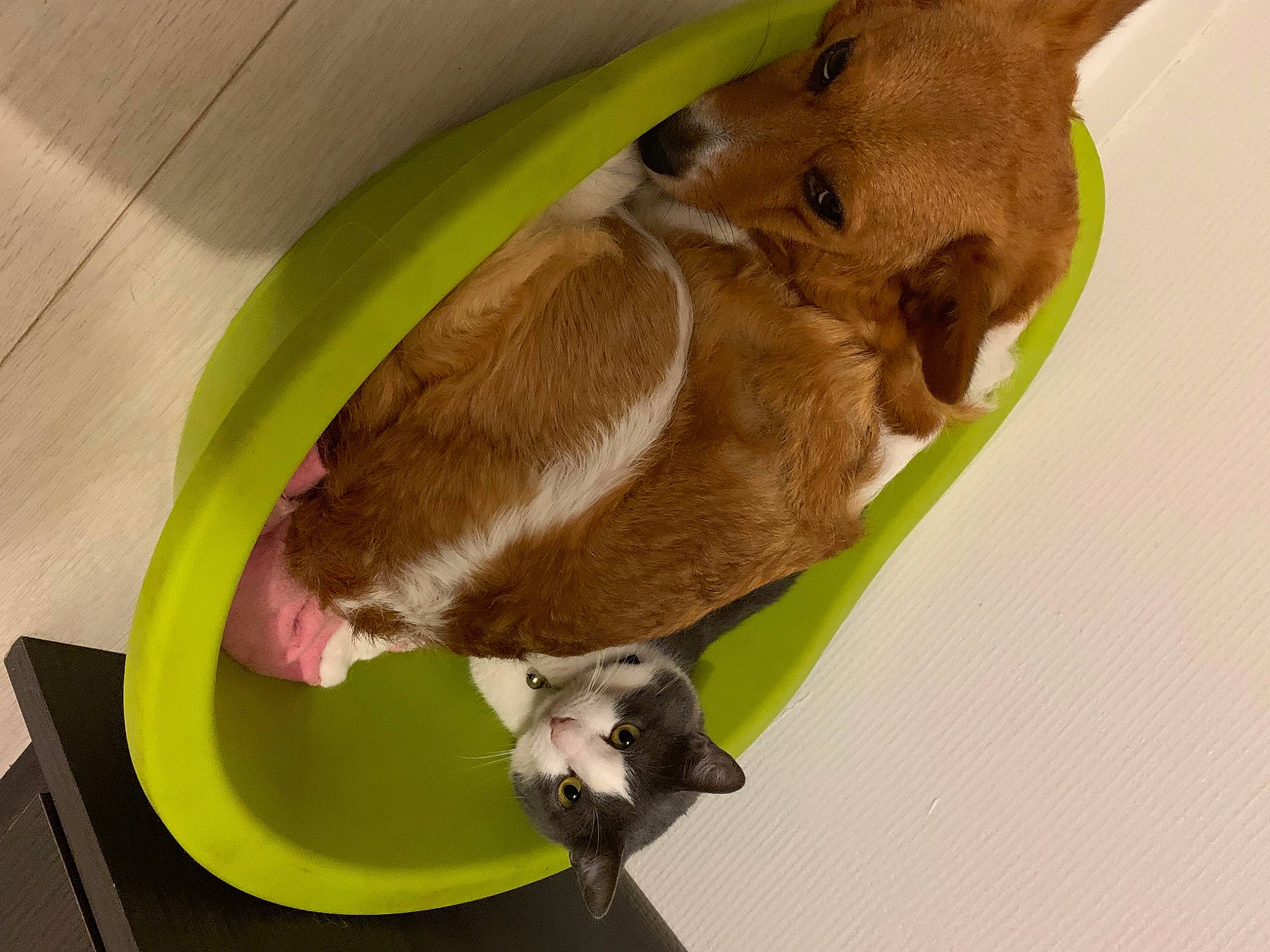 Simba participe au concours pour gagner de l'argent avec cette photo : cat_supply, companion_dog, dog_breed, fawn, felidae, hamster, pet_supply, rabbit, rodent, small_animal_food, small_to_medium_sized_cats, snout, tail, terrestrial_animal, whiskers, wood, working_animal