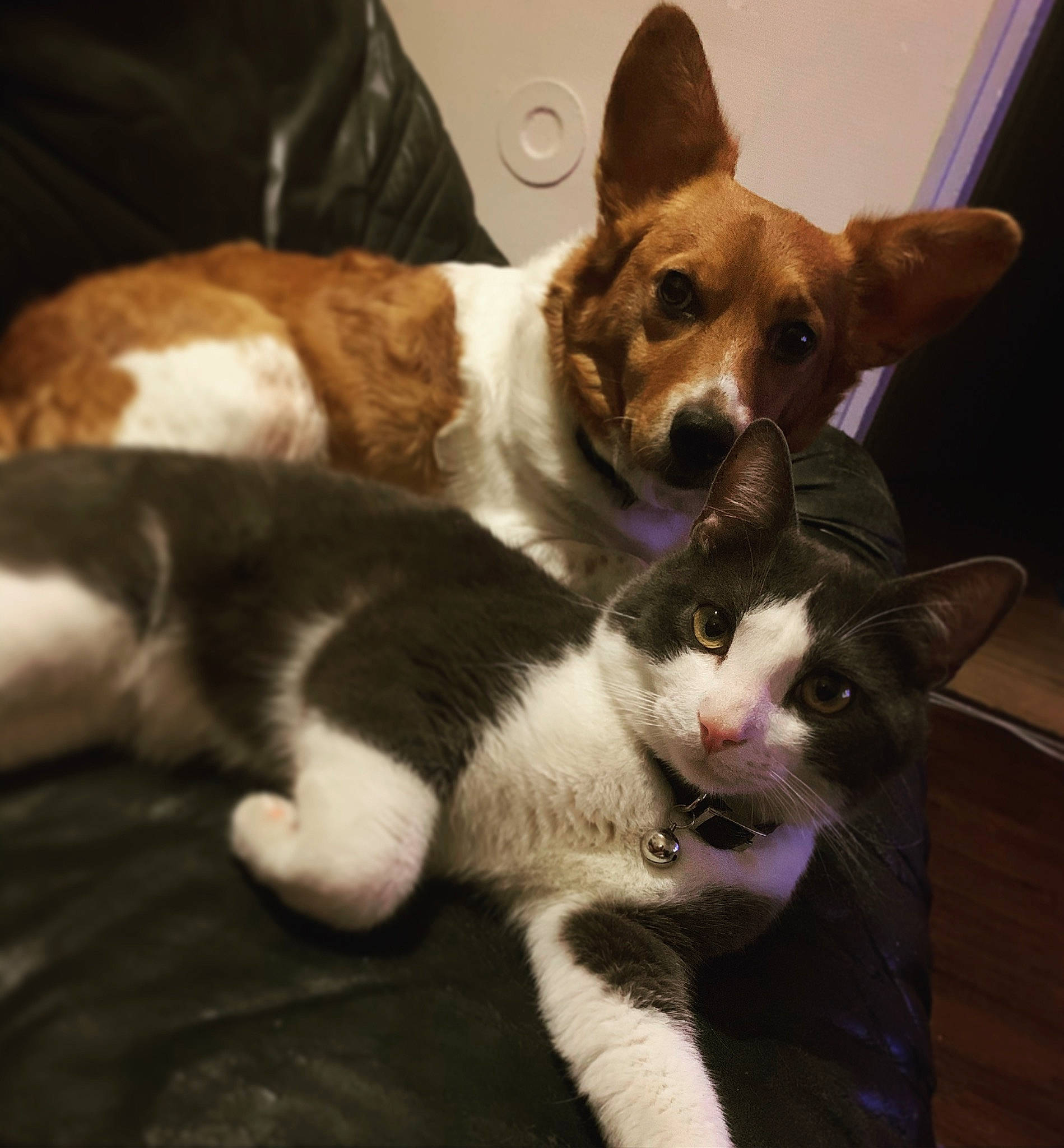 Simba a rejoint le concours — aidez-le/la à gagner de superbes lots ! canidae, carnivore, cat, cat_supply, claw, comfort, companion_dog, dog, dog_breed, domestic_short_haired_cat, felidae, fur, paw, small_to_medium_sized_cats, snout, sporting_group, tail, terrestrial_animal, whiskers, working_animal