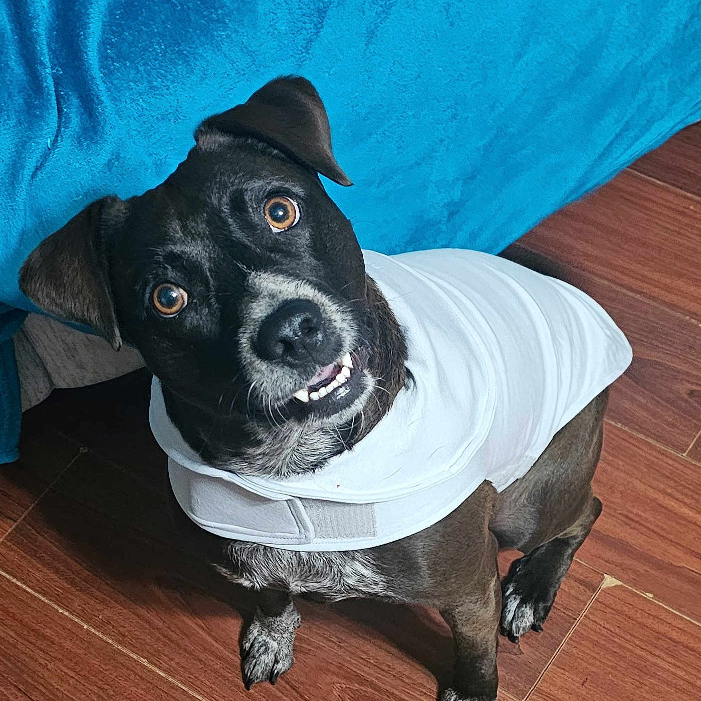 Bella