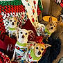 dog, small_dog, pajamas, christmas_theme, blanket, couch, pillow, indoor, holiday, cute, pet, fur, animal, canine, cozy, furniture, home, decor, relaxing, portrait