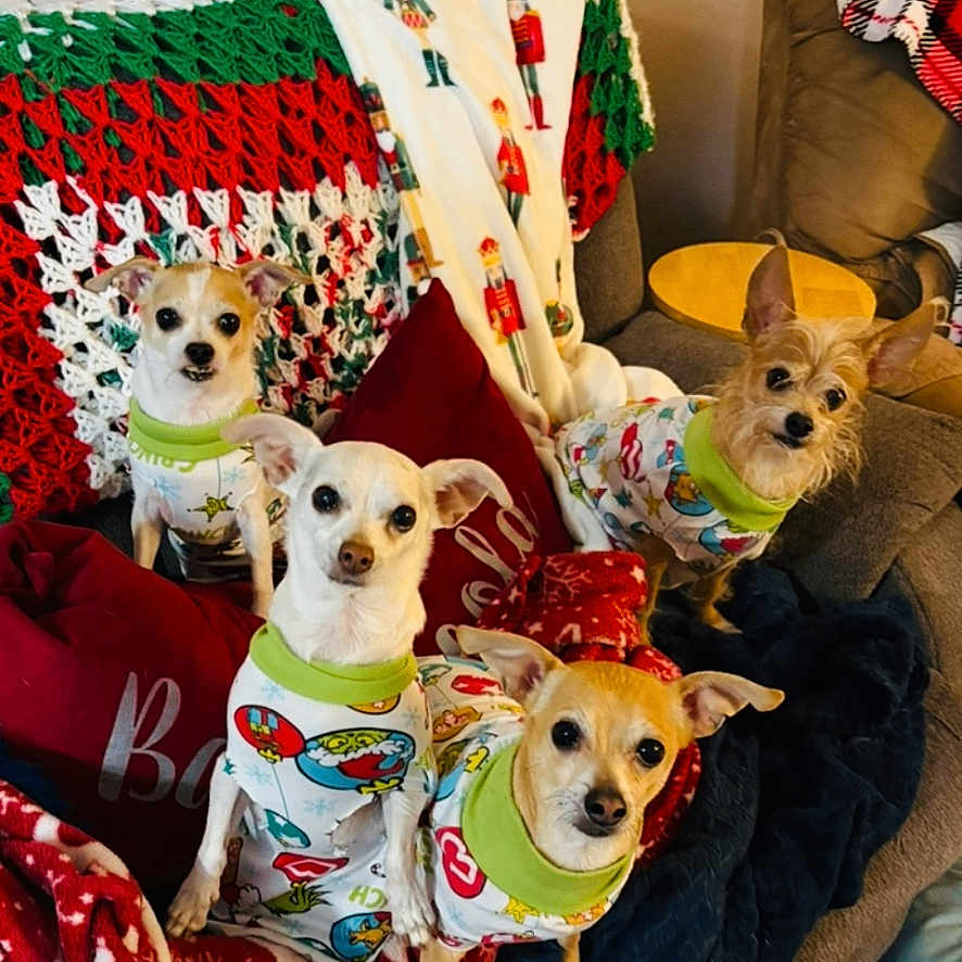 Worsley Doggies joined the competition — help win amazing prizes! animal, blanket, canine, christmas_theme, couch, cozy, cute, decor, dog, fur, furniture, holiday, home, indoor, pajamas, pet, pillow, portrait, relaxing, small_dog