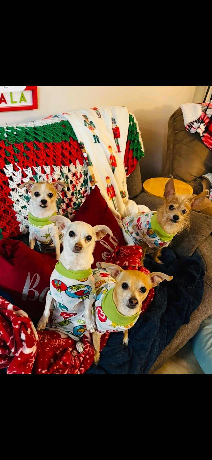 Worsley Doggies joined the competition — help win amazing prizes! dog, small_dog, pajamas, christmas_theme, blanket, couch, pillow, indoor, holiday, cute, pet, fur, animal, canine, cozy, furniture, home, decor, relaxing, portrait