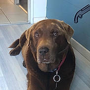 Joke a rejoint le concours — aidez-le/la à gagner de superbes lots ! dog, labrador, brown_dog, indoor, floor, pet, canine, collar, looking_up, animal, domestic_animal, mammal, resting, fur, ears, snout, eyes, tail, home_interior, calm