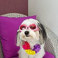 Malysse a rejoint le concours — aidez-le/la à gagner de superbes lots ! carnivore, companion_dog, dog, dog_breed, dog_clothes, dog_supply, eyewear, fashion_accessory, fur, glasses, goggles, magenta, personal_protective_equipment, petal, pink, snout, sporting_group, sunglasses, toy_dog, vision_care