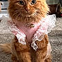 cat, orange_cat, fluffy, pet, indoor, carpet, costume, pink_outfit, lace, cute, feline, animal, domestic, sitting, portrait, whiskers, ears, tail, eyes, home