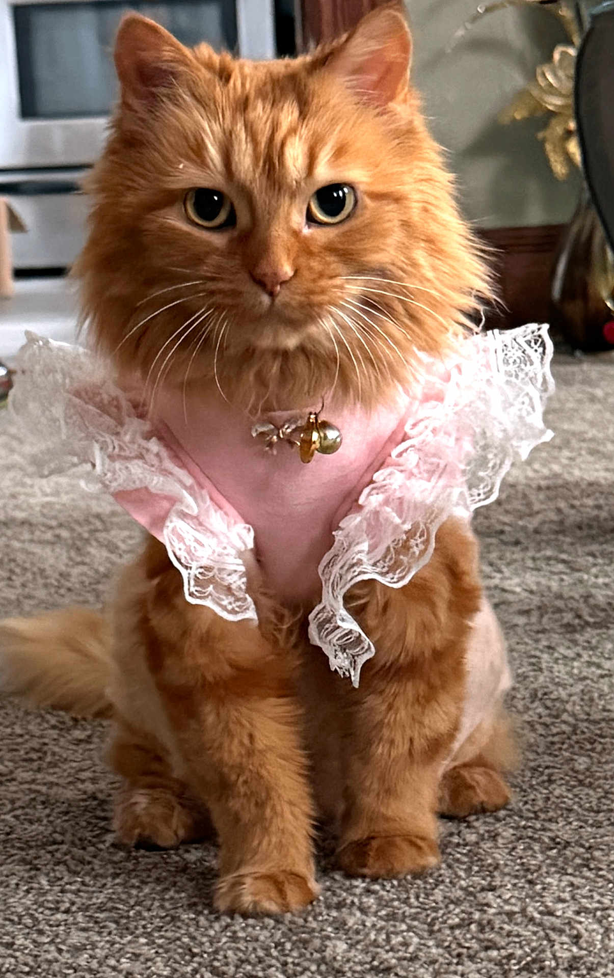 Mimi joined the competition — help win amazing prizes! cat, orange_cat, fluffy, pet, indoor, carpet, costume, pink_outfit, lace, cute, feline, animal, domestic, sitting, portrait, whiskers, ears, tail, eyes, home