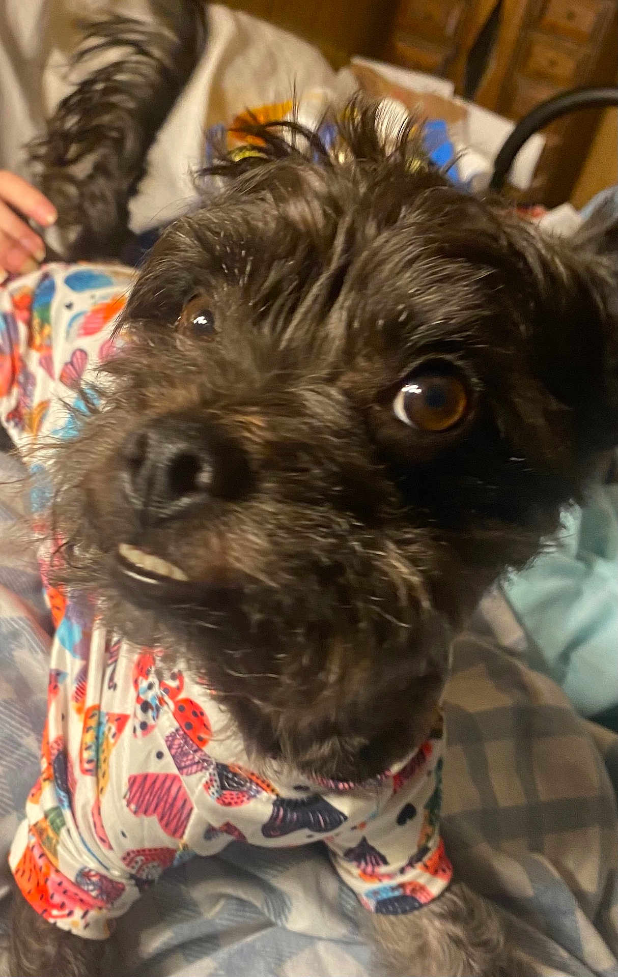 Jasper Paugh- Saba joined the competition — help win amazing prizes! affenpinscher, animal, bed, boy, canine, child, couch, dog, face, furniture, head, indoors, male, person, pet, photography, poodle, puppy, terrier, whitedog
