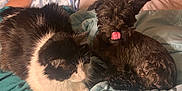 Jasper Paugh- Saba is registered to the contest to win money with this photo: animal, bed, bedroom, blanket, bodypart, canine, cat, cockerspaniel, cushion, dog, furniture, indoors, kitten, mouth, person, pet, puppy, room, terrier, tongue