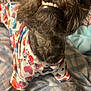 Jasper Paugh- Saba is registered to the contest to win money with this photo: affenpinscher, animal, bed, bodypart, canine, dog, furniture, mouth, person, pet, poodle, puppy, teeth, terrier
