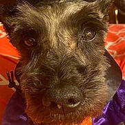 Bentley joined the competition — help win amazing prizes! canidae, carnivore, collar, companion_dog, costume_hat, dog, dog_breed, dog_collar, ear, fashion_accessory, fawn, fedora, fur, hat, liver, party_hat, snout, sporting_group, whiskers, working_animal