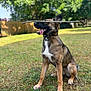 animal, brown_fur, canine, collar, dog, ears_up, fence, grass, grass_field, happy, nature, outdoor, pet, playful, sitting, stick, sunlight, tongue, tree, white_chest
