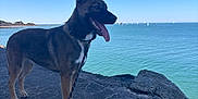 Marley a rejoint le concours — aidez-le/la à gagner de superbes lots ! animal, blue_sky, calm_water, canine, coast, collar, daylight, dog, leash, nature, outdoor, pet, rock, sea, shore, sky, standing, sunlight, tongue_out, water