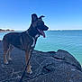 animal, blue_sky, calm_water, canine, coast, collar, daylight, dog, leash, nature, outdoor, pet, rock, sea, shore, sky, standing, sunlight, tongue_out, water