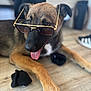 Marley participe au concours pour gagner de l'argent avec cette photo : accessory, animal, black_socks, brown_fur, canine, casual, close_up, dog, floor, funny, household, indoor, paw, pet, playful, portrait, relaxed, sunglasses, tongue_out, wooden_floor