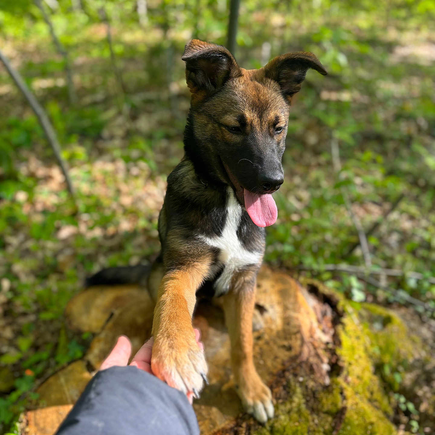 Marley a rejoint le concours — aidez-le/la à gagner de superbes lots ! adult, animal, canine, dog, germanshepherd, grass, grove, land, male, man, nature, outdoors, person, pet, plant, puppy, rock, tree, vegetation, woodland